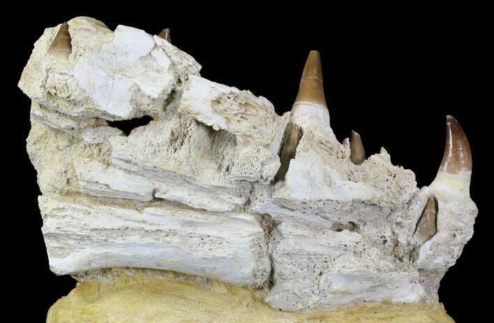 Really Cool Mosasaur (Eremiasaurus) Jaw Section #31775